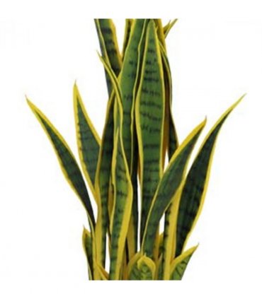 70cm Artificial Sansevieria with pot