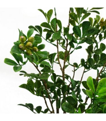60cm Artificial Aglaia Odorata Bonsai Ficus Tree