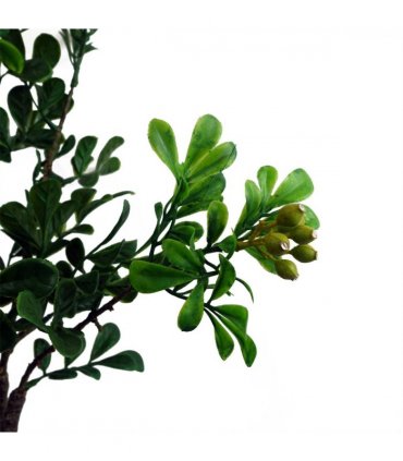 60cm Artificial Aglaia Odorata Bonsai Ficus Tree