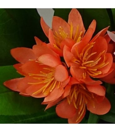 3x 18cm Artificial Freesia Plants Pink, Orange, Yellow Flowering