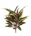 90cm Fire Retardant Caladium Bush with white edge x15w/49Lvs