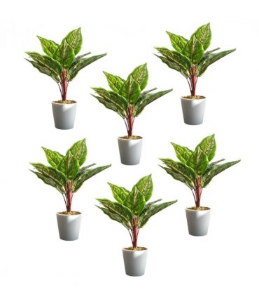 Pack of 6 x 38cm Potted Calathea Veitchiane