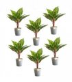 Pack of 6 x 38cm Potted Calathea Veitchiane