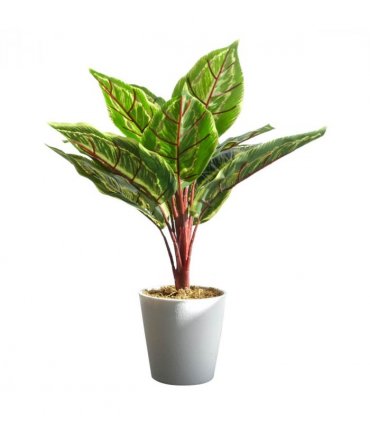 Pack of 6 x 38cm Potted Calathea Veitchiane