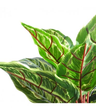 Pack of 6 x 38cm Potted Calathea Veitchiane