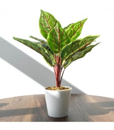 Pack of 6 x 38cm Potted Calathea Veitchiane
