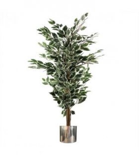 130cm Variegated White/Green Bushy Ficus Tree Silver Metal Planter