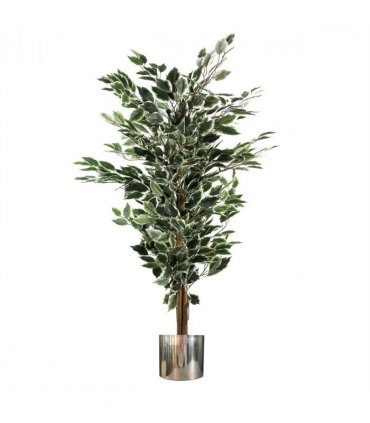 130cm Variegated White/Green Bushy Ficus Tree Silver Metal Planter
