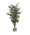 130cm Variegated White/Green Bushy Ficus Tree Silver Metal Planter