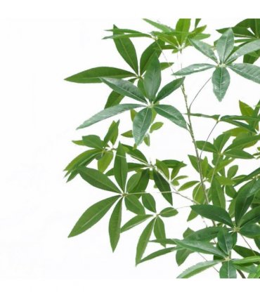 180cm Artificial Money Tree Pachira Realistic Faux Tree