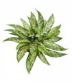 45cm Fire Retardant Artificial Aglaonema Bush