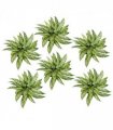 Pack of 6 x 45cm Fire Retardant Artificial Aglaonema Bush