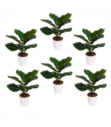 Pack of 6 x 38cm Potted Fiddle Fig Plant