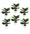 Pack of 6 x 38cm Potted Fiddle Fig Plant