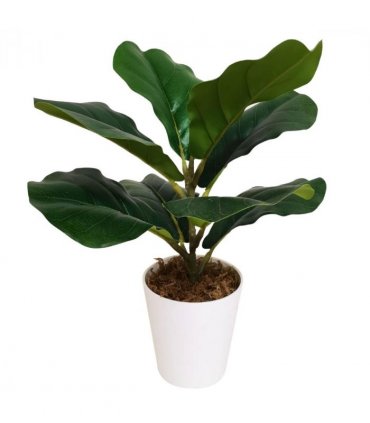 Pack of 6 x 38cm Potted Fiddle Fig Plant
