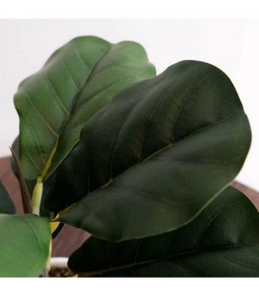 Pack of 6 x 38cm Potted Fiddle Fig Plant