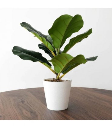 Pack of 6 x 38cm Potted Fiddle Fig Plant