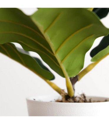Pack of 6 x 38cm Potted Fiddle Fig Plant