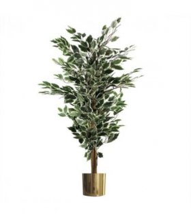 130cm Variegated White/Green Bushy Ficus Tree Gold Metal Planter