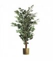 130cm Variegated White/Green Bushy Ficus Tree Gold Metal Planter