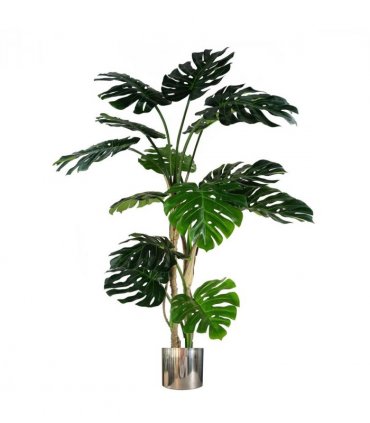 150cm (5ft) Luxury Monstera Plant Black Pot Silver Metal Planter