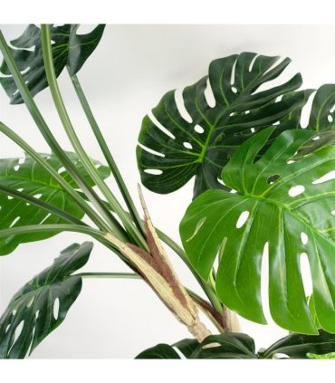 150cm (5ft) Luxury Monstera Plant Black Pot Silver Metal Planter