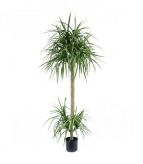 180cm Dracaena Realistic Artificial Tree