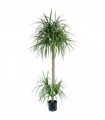 180cm Dracaena Realistic Artificial Tree