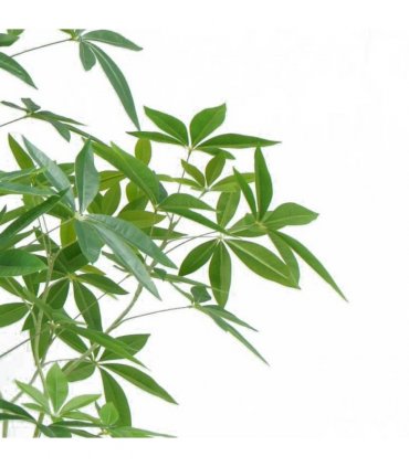 150cm Artificial Money Tree Pachira Realistic Faux Tree