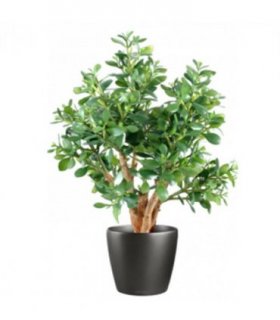 70cm Artificial Deluxe Jade Plant