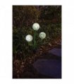 Solar Allium Bloom