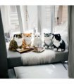14CM STANDING CATS-6 ASST COLOUR
