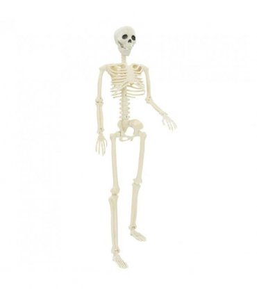 vidaXL Halloween Skeleton 2 pcs White 85 cm Polypropylene
