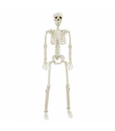 vidaXL Halloween Skeleton 2 pcs White 85 cm Polypropylene
