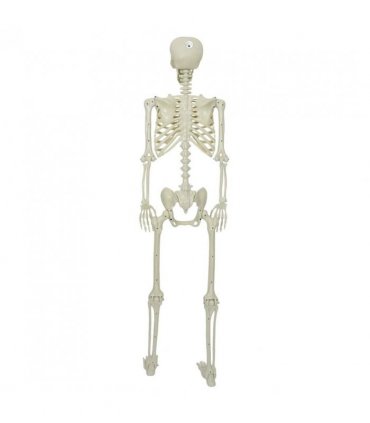 vidaXL Halloween Skeleton White 155 x 38.5 cm Polypropylene