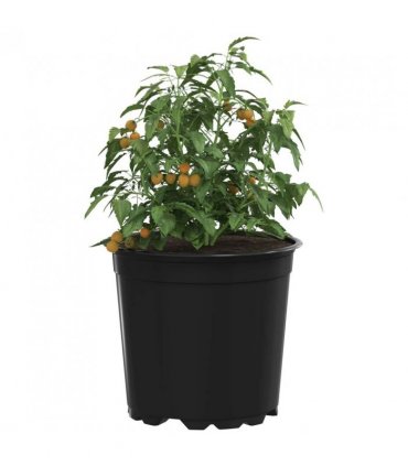 vidaXL Flower Pot 50 pcs Black Ø 15 x 13 cm Plastic