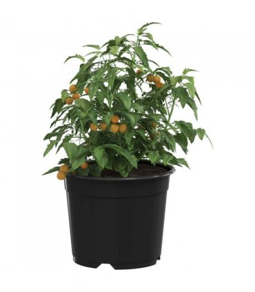 vidaXL Round Flower Pot 50 pcs Black Ø 10 x 8 cm Plastic