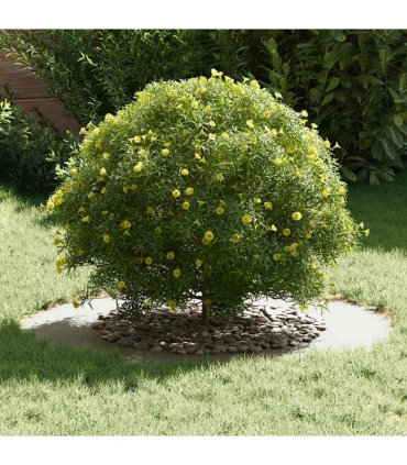 vidaXL suitable for Flat Tree Rings 5 pcs White Ø50 / 80 cm Steel