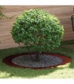vidaXL suitable for Flat Tree Rings 5 pcs Brown Ø90 / 120 cm