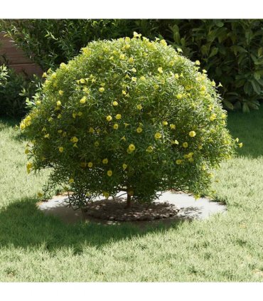 vidaXL suitable for Flat Tree Rings 5 pcs White Ø30 / 60 cm Steel