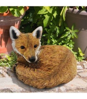 Curled Up Fox