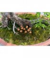 Copper Finish Mushroom Garden Stake  Set of 2