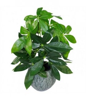50cm Artificial Money Tree Plant