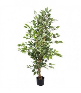 130cm Variegated White/Green Bushy Ficus Tree