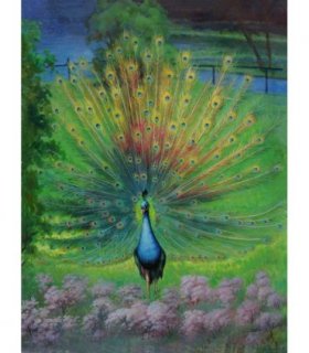 Peacock Jigsaw Puzzle