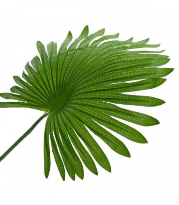 vidaXL Artificial Fan Palm Tree Green 60 x 25 x 170 cm