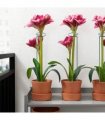 20Pcs Metal Plant Bow Stand Stake Strong Round Garden For Flower Support Y UK