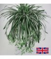 Hanging Artificial Flowers Spider Plant Chlorophytum Greenery Office Home Decor
