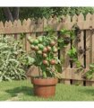 vidaXL Garden Plant Supports with 3 Rings 5 pcs Green 45 cm Steel — Size: 18 x 45 cm