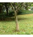 vidaXL Jute Roll 0.25x100 m 100% Jute 200 gsm — Size: 0.25 x 100 m